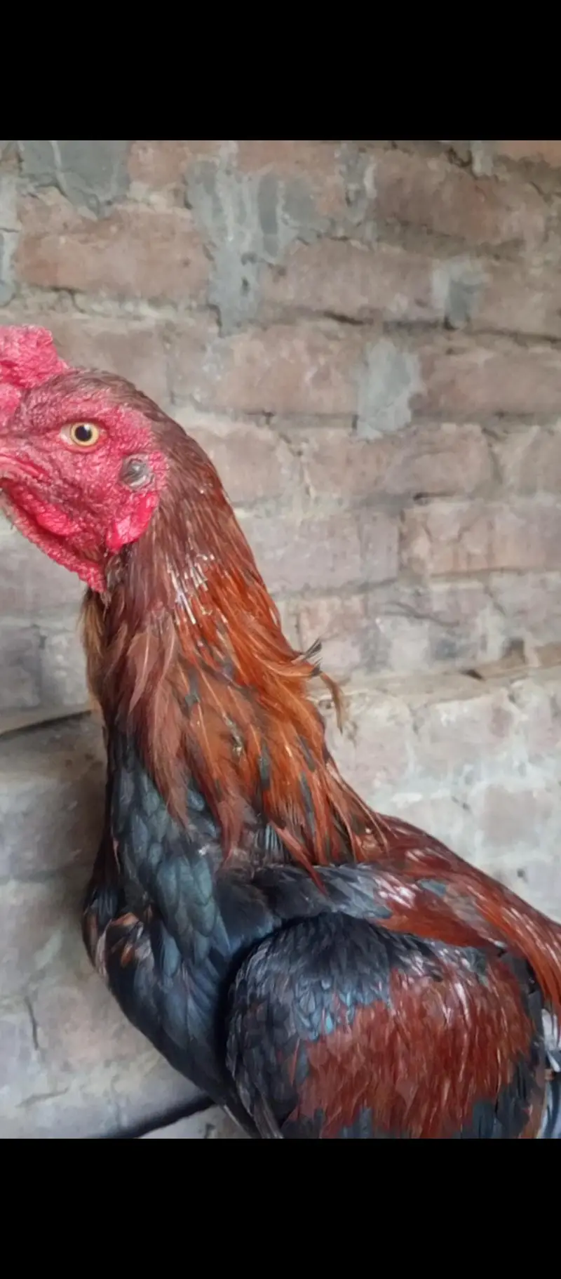 Healthy & Active Rooster (Murga) for Sale – Top Quality — photo 7