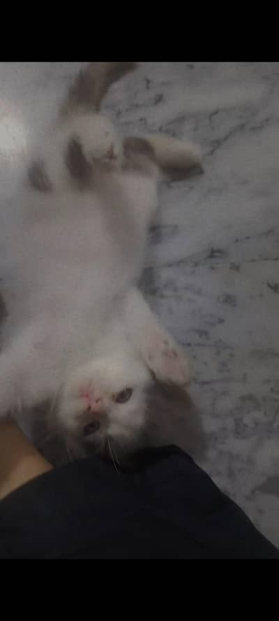 Siberian female kitten