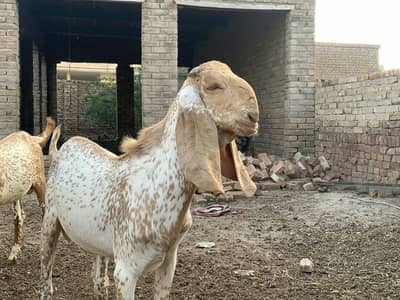 makhi chene good breed