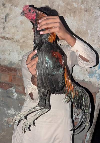 Black skin dargan aseel murga for sell important bloodline dargan