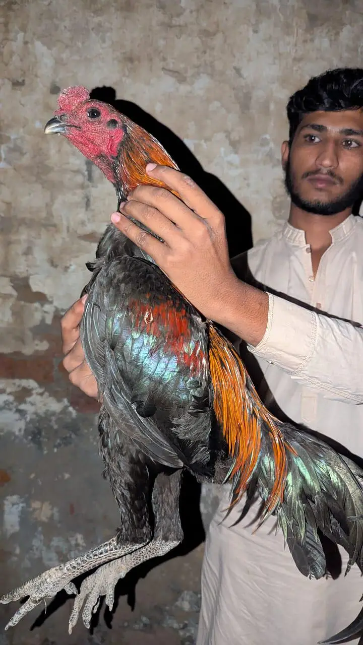 Black skin dargan aseel murga for sell important bloodline dargan — photo 2