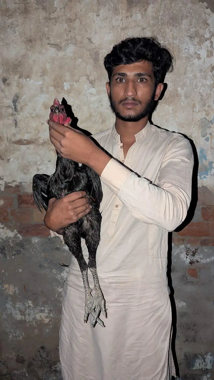 Black skin dargan aseel murga for sell important bloodline dargan — photo 3