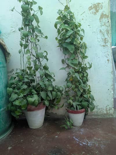 money plant