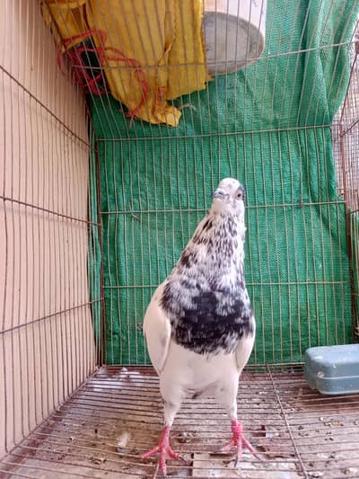 35 Wala (Taweez Wala) Male & Silver Bajrai Male And Pathay For Sale
