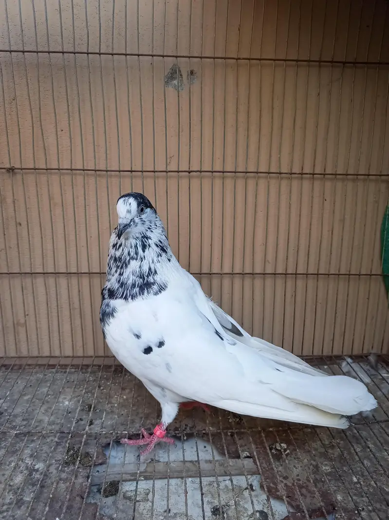 35 Wala (Taweez Wala) Male & Silver Bajrai Male And Pathay For Sale — photo 2