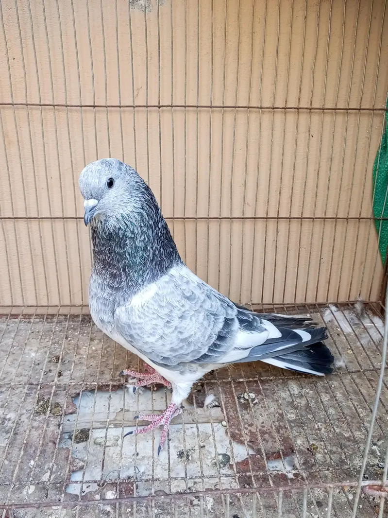 35 Wala (Taweez Wala) Male & Silver Bajrai Male And Pathay For Sale — photo 3