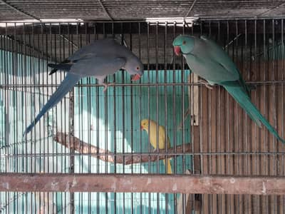 Quality BLUE into cobalt breeder pair