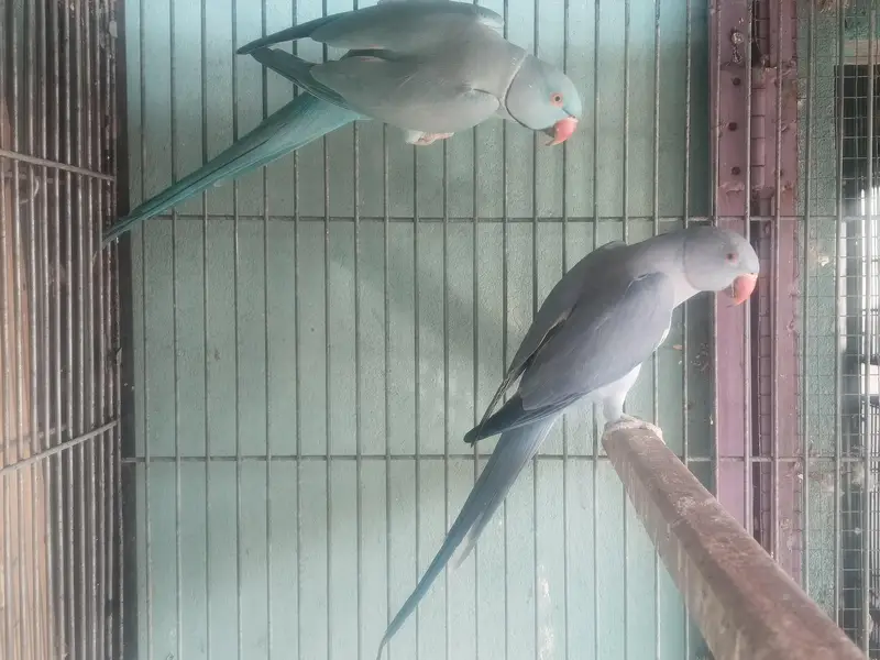 Quality BLUE into cobalt breeder pair — photo 4