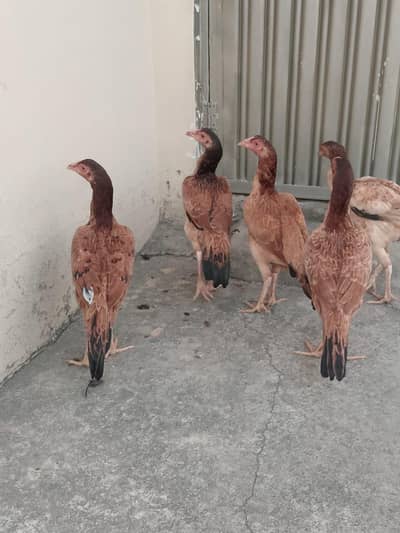 FIVE ASEEL PATHIYE For SALE !