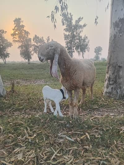 Seep and baby sheep