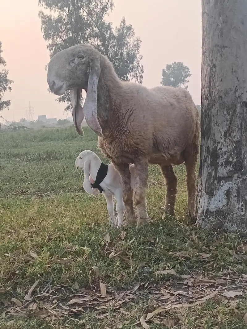 Seep and baby sheep — photo 2