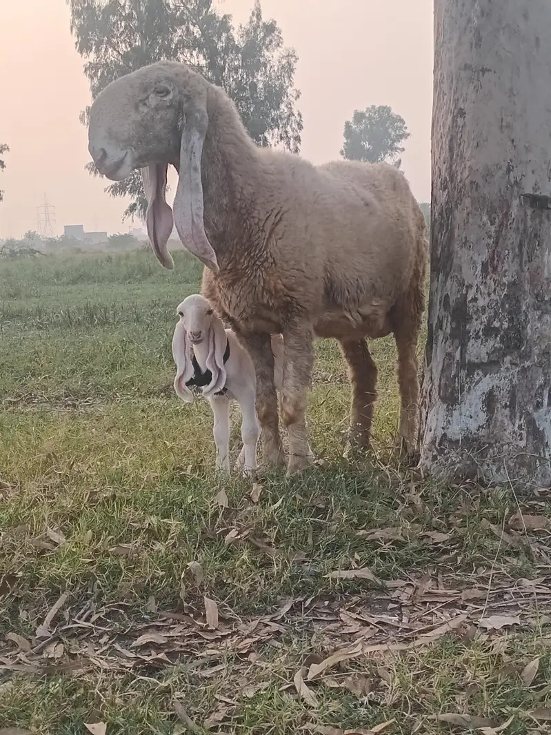 Seep and baby sheep — photo 3