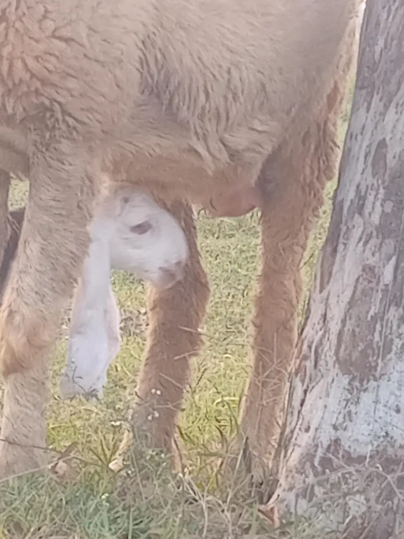 Seep and baby sheep — photo 4