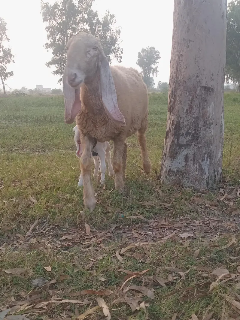 Seep and baby sheep — photo 5