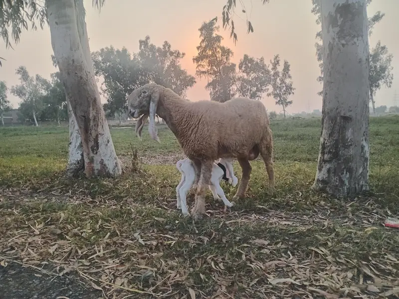 Seep and baby sheep — photo 6