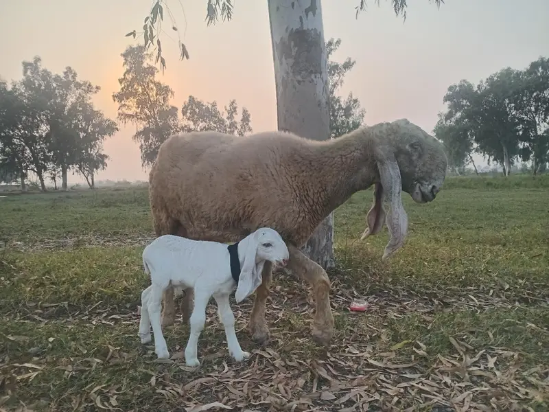 Seep and baby sheep — photo 7