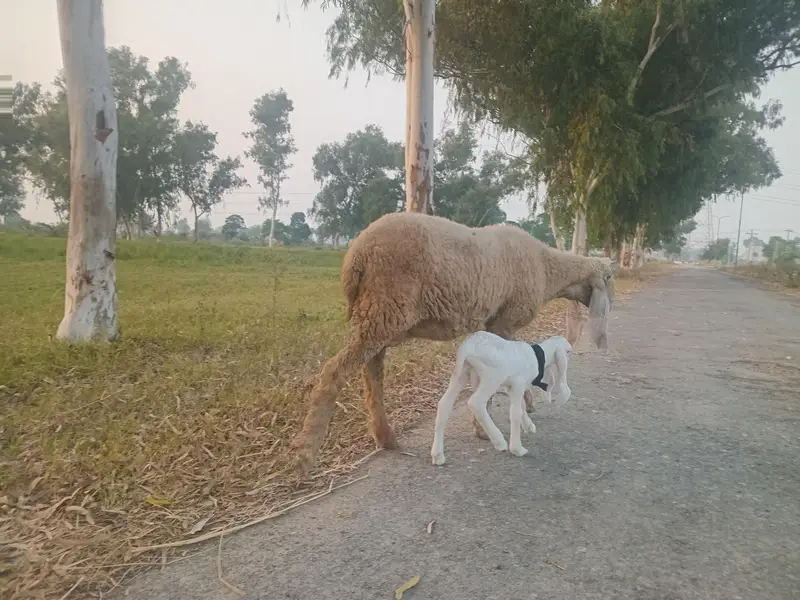 Seep and baby sheep — photo 8