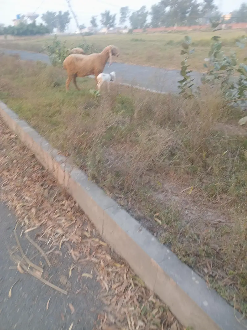 Seep and baby sheep — photo 9