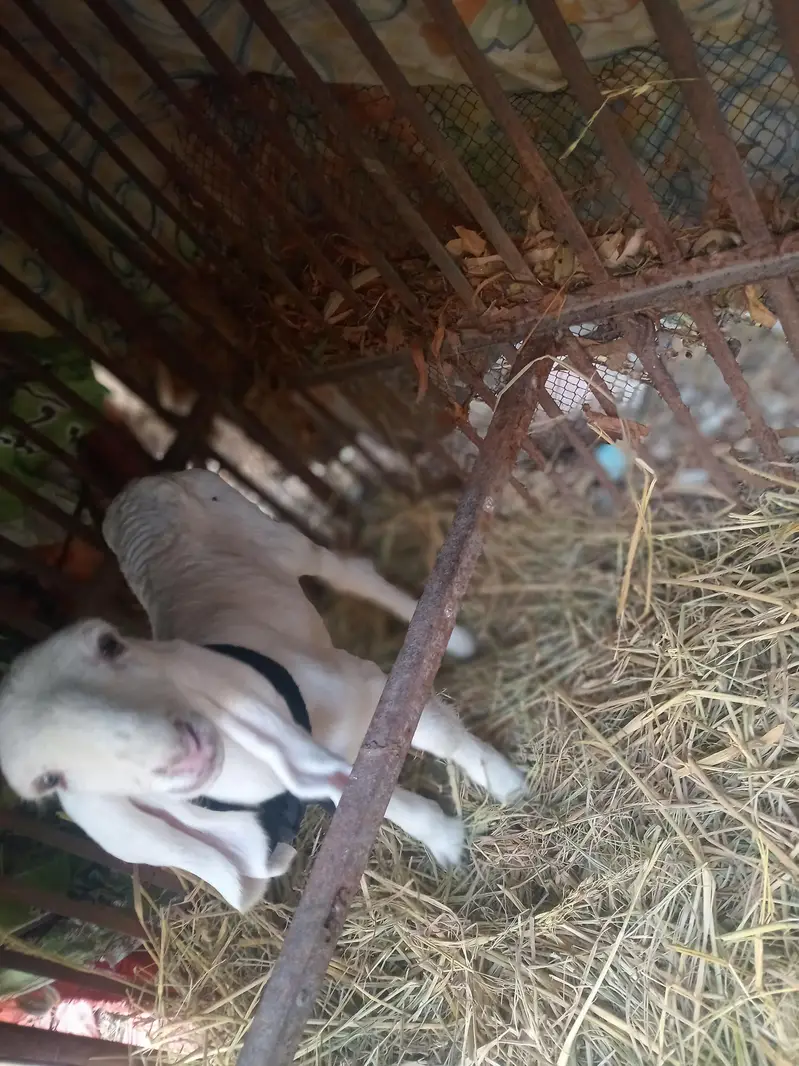 Seep and baby sheep — photo 10