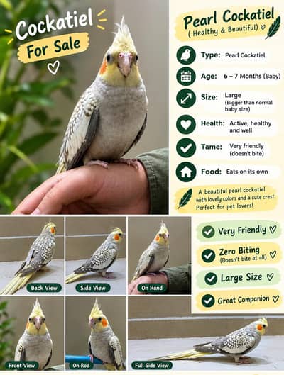 Pearl Cockatiel for Sale | Zero Biting!