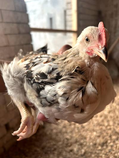 DESSI Chicks