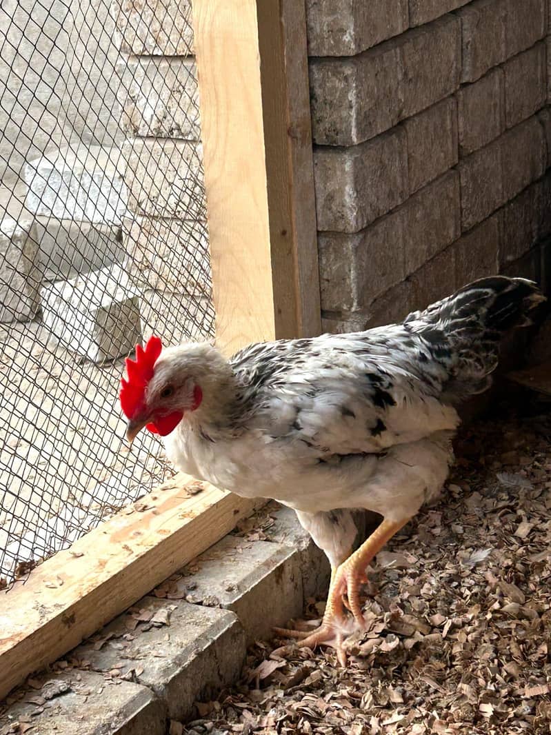 DESSI Chicks 1