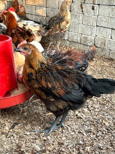 DESSI Chicks