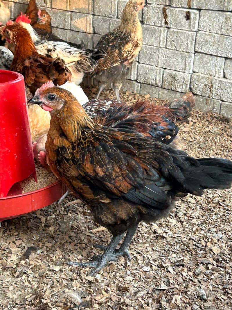 DESSI Chicks 2