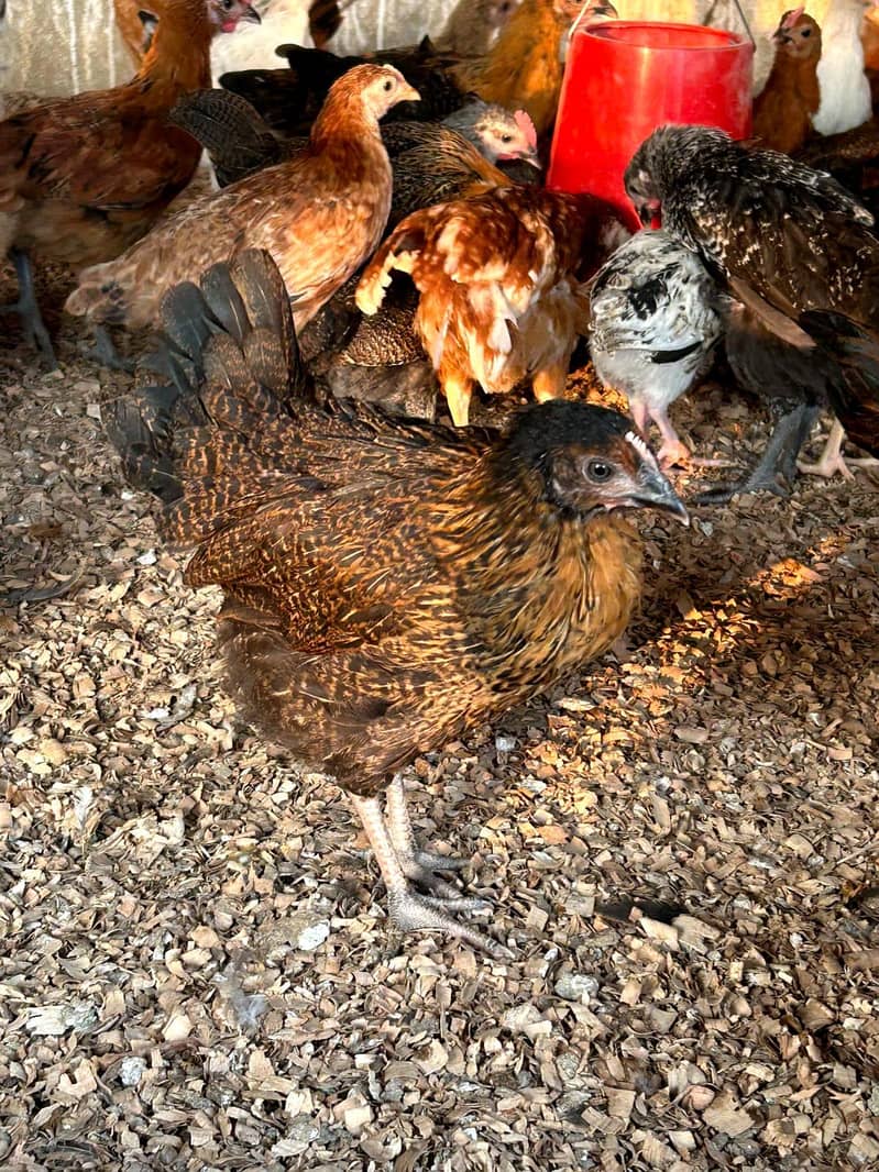 DESSI Chicks 5