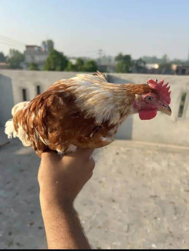 DESSI Chicks 7