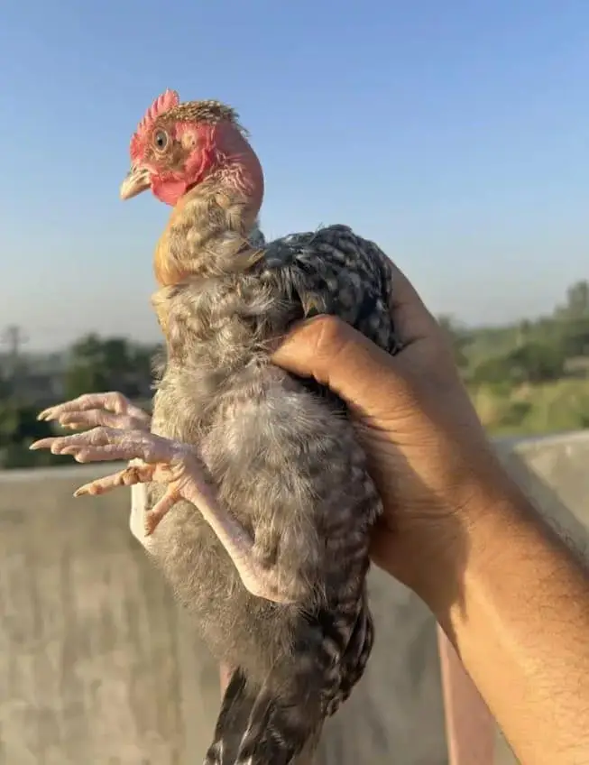 DESSI Chicks — photo 9