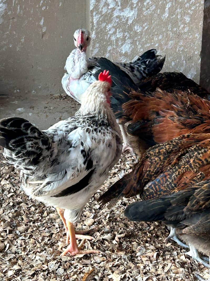 DESSI Chicks 9