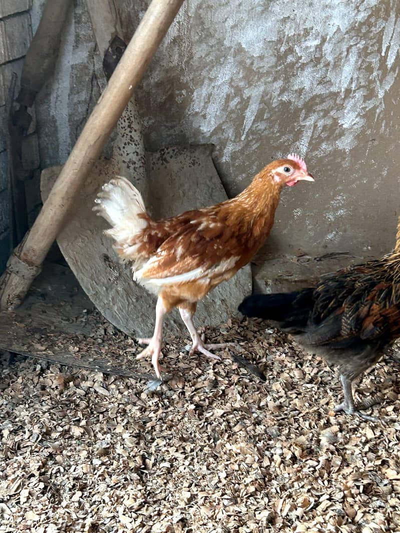 DESSI Chicks 10
