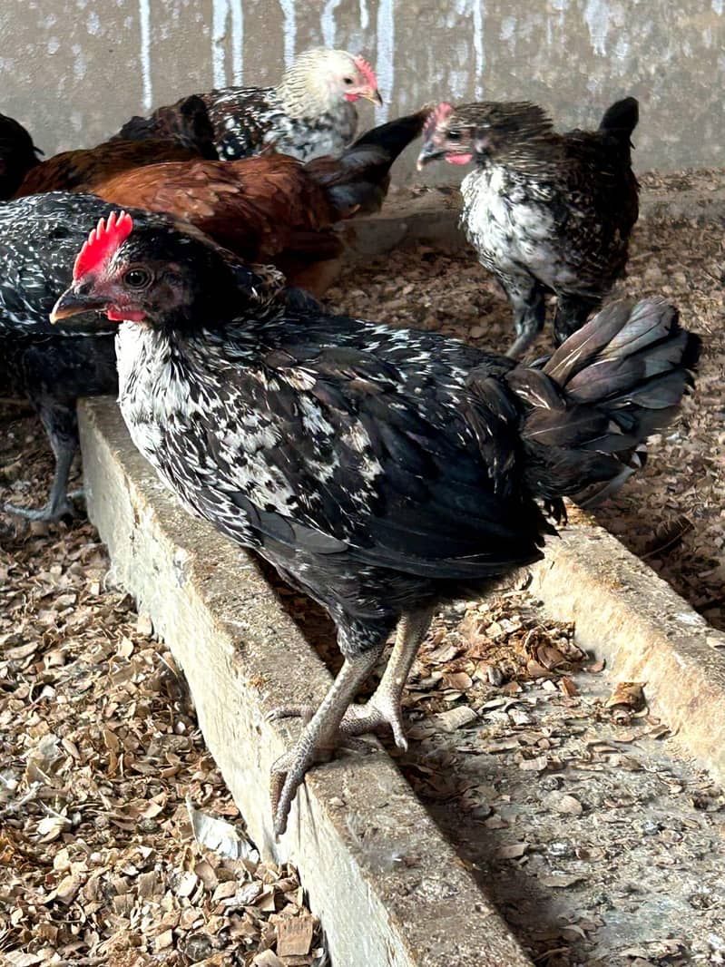 DESSI Chicks 12