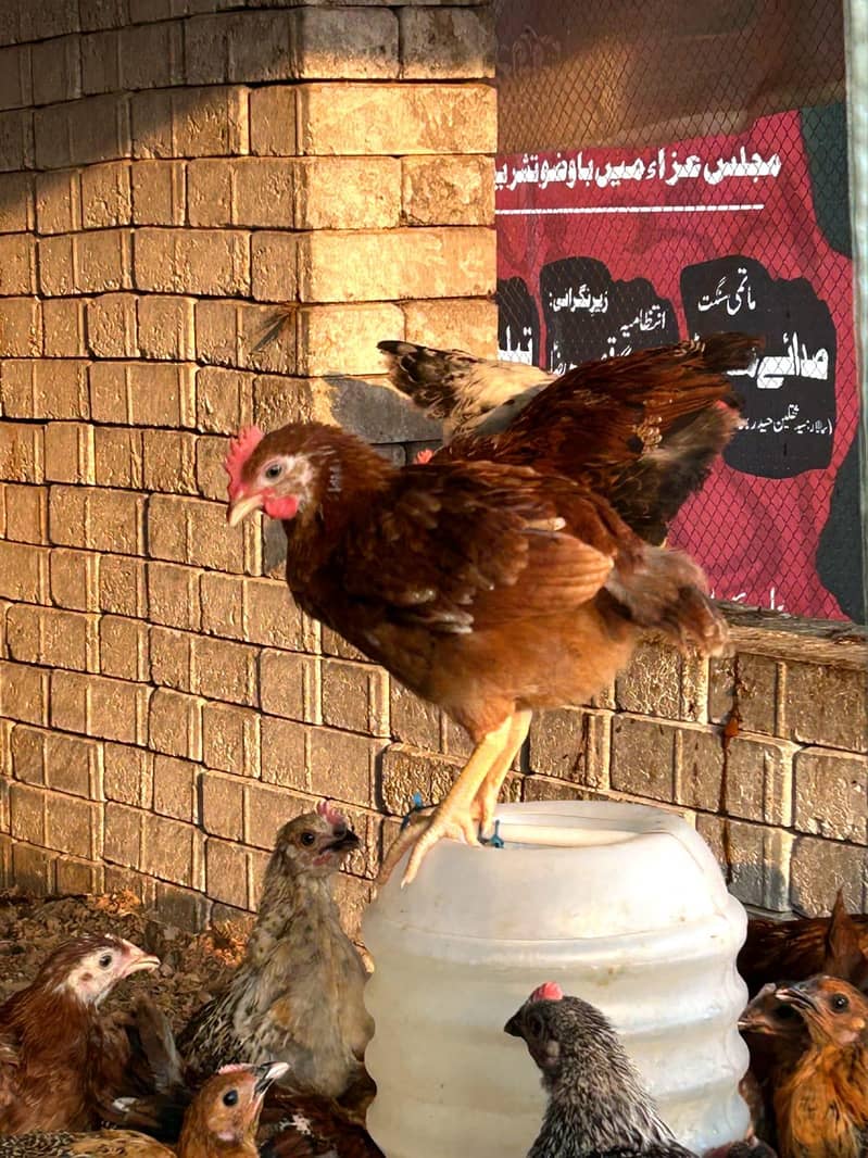 DESSI Chicks 14