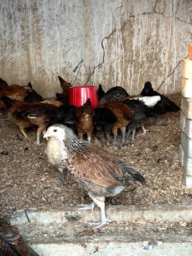 DESSI Chicks 15