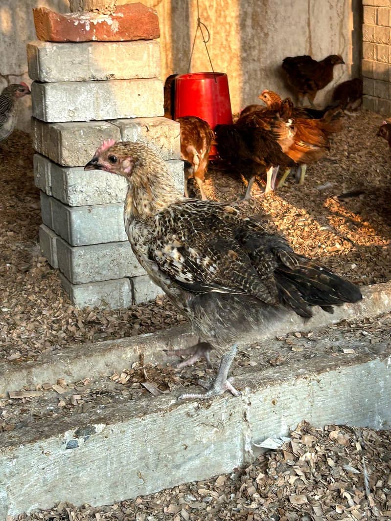 DESSI Chicks 16