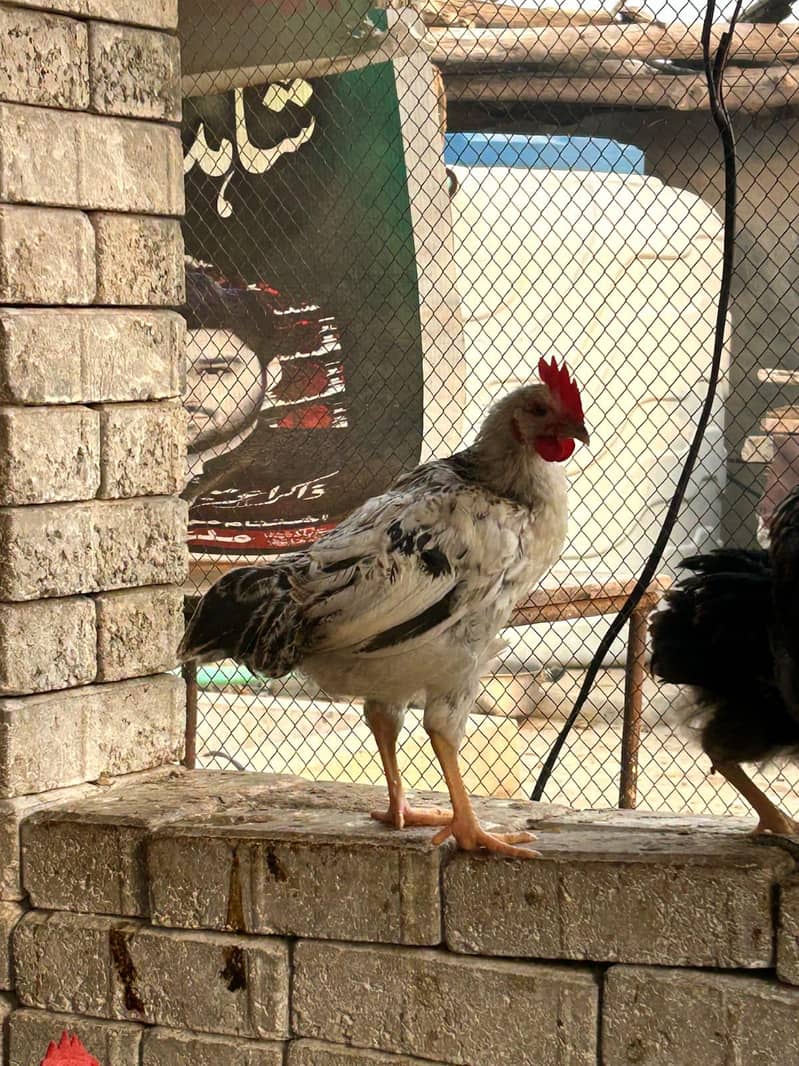 DESSI Chicks 17