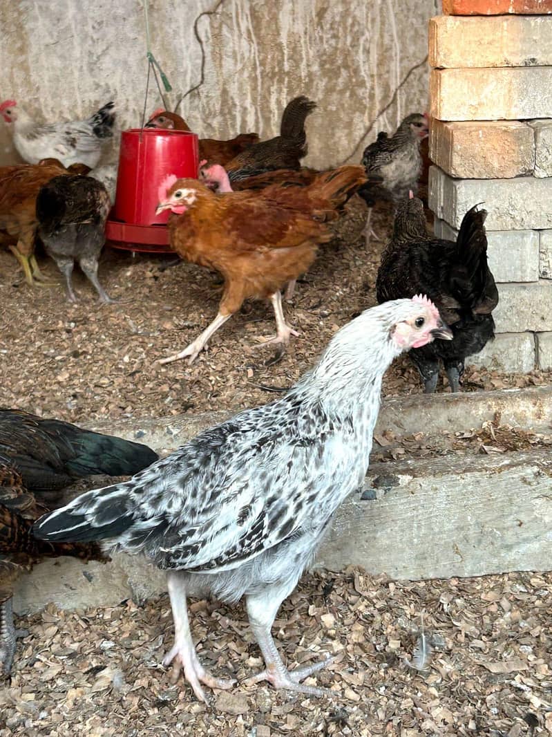 DESSI Chicks 18