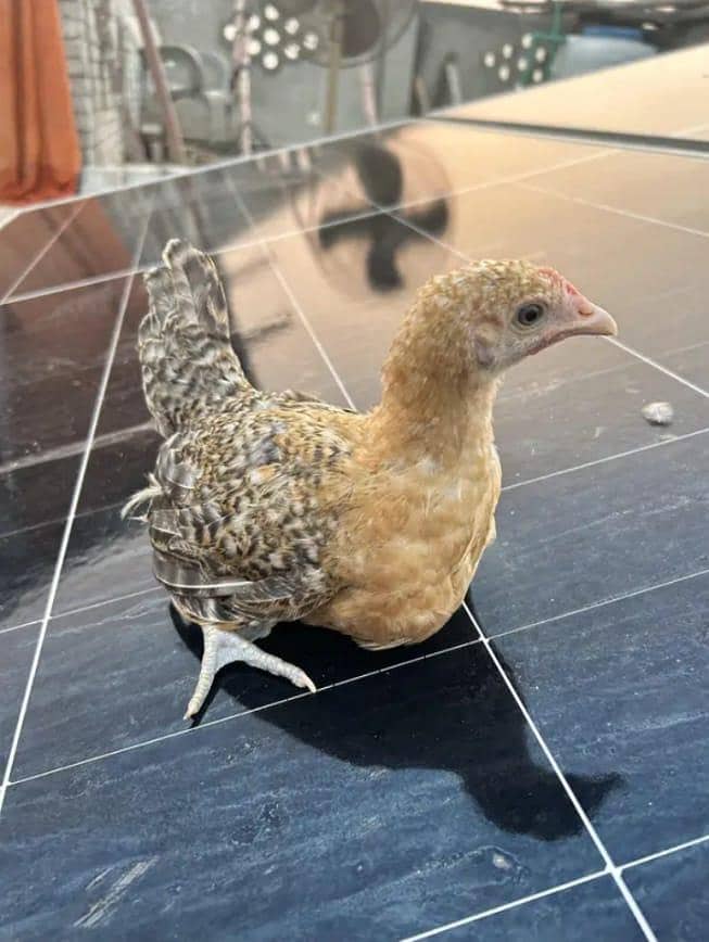 DESSI Chicks 19