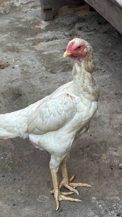 shamo,shamo murga,coco shamo,shamo female,shamo chicks