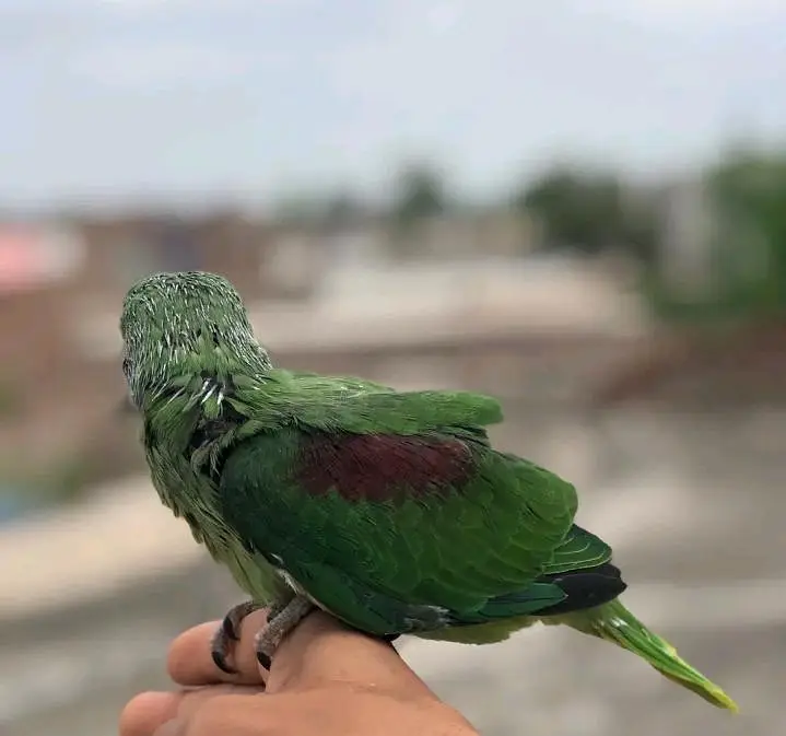 Kashmiri Raw Chick Male Active Healthy — photo 2