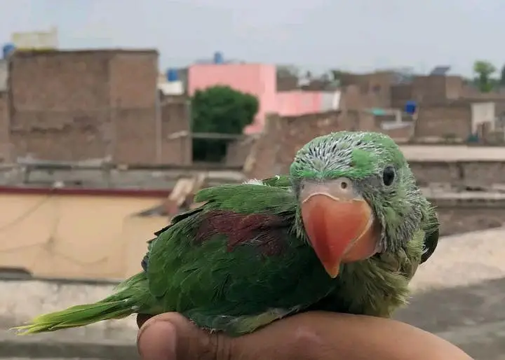Kashmiri Raw Chick Male Active Healthy — photo 3