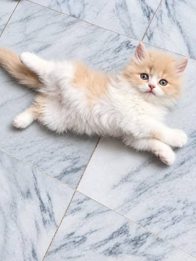 Persian kittens| Triple Coated |Punch Face _whatsap 03023336605