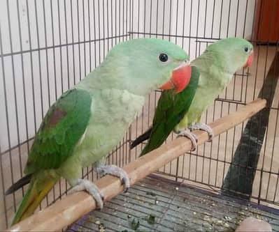Kashmiri Raw Chicks Pair