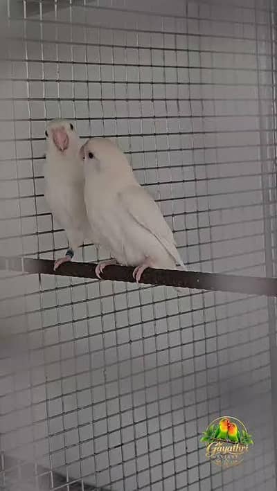 Albino rosi koli no ring