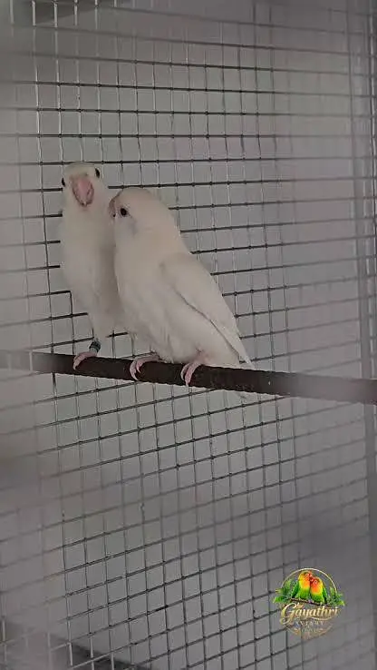 Albino rosi koli no ring — photo 2