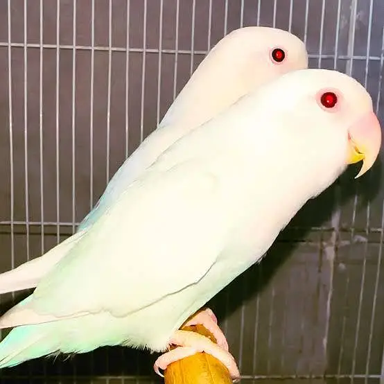 Albino rosi koli no ring — photo 3