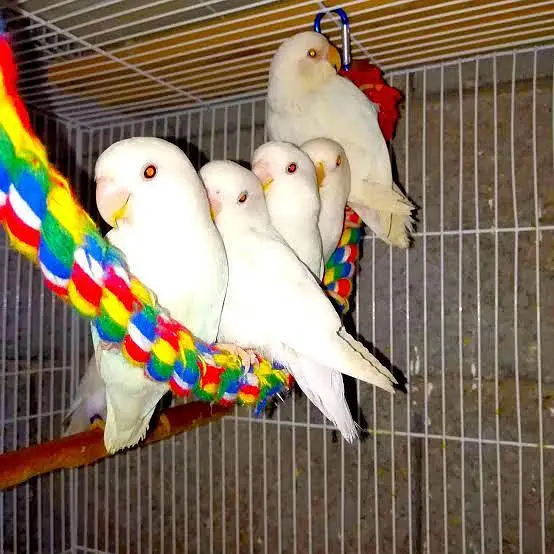 Albino rosi koli no ring — photo 4