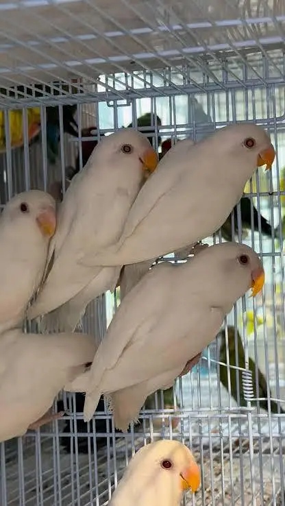 Albino rosi koli no ring — photo 5